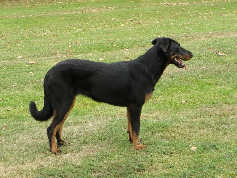 Feeling du moulin de patjo